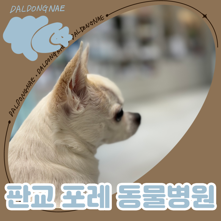  강아지건강검진 잘하는 판교포레동물병원