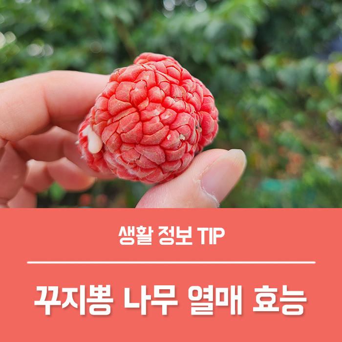  꾸지뽕 나무 열매 효능, 꾸지뽕 효능 부작용 구찌뽕 잎 뿌리 먹는법은?