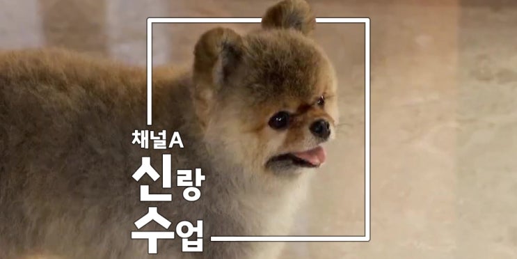 이다해 <b>결혼</b> 1주년 기념 홈 파티  <b>심형탁 사야</b> 임산부 등록 후... 