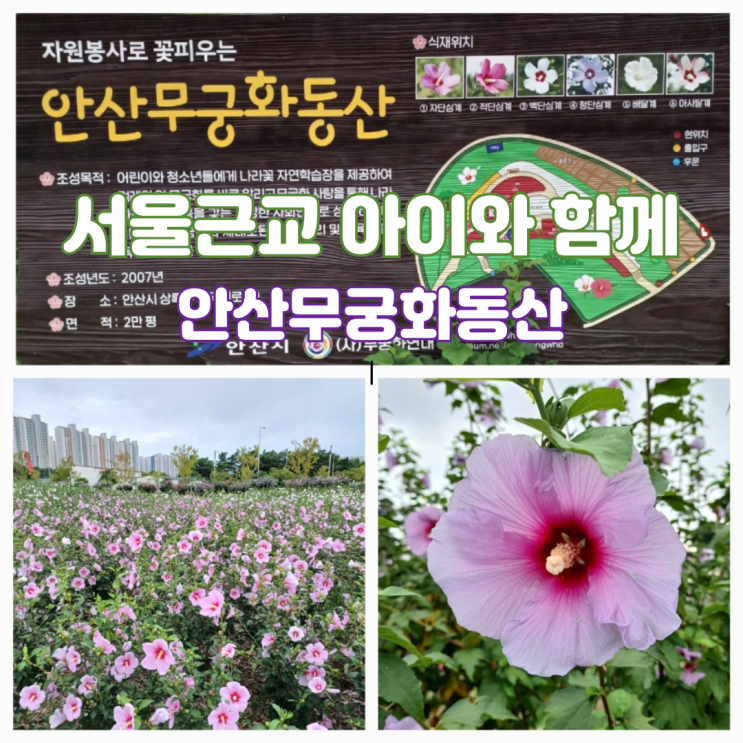서울근교 아이와 갈만한곳 안산 나라꽃 무궁화 축제 안산호수공원무궁화동산 개화시기 서울근교 아이와 갈만한곳 안산 나라꽃 무궁화 축제 안산호수공원무궁화동산 개화시기