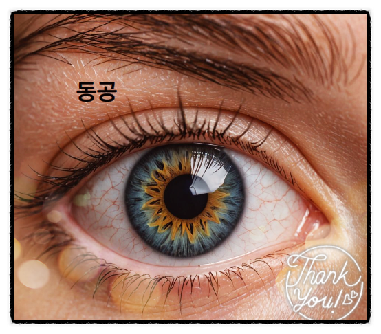  동공반사가 알려주는 건강상태