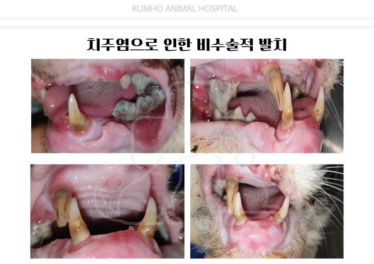  광주 고양이 치과 -6살 길냥이의 치주염으로 인한 전발치 수술 case [광주 치과 동물병원, 금호동 동물병원, 고양이 전발치, 고양이 발치, 고양이 치주염]