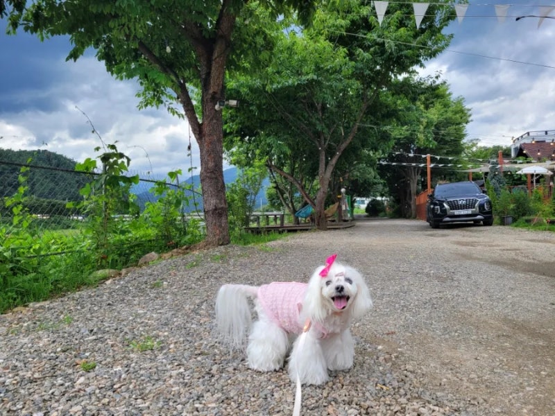 사진 5