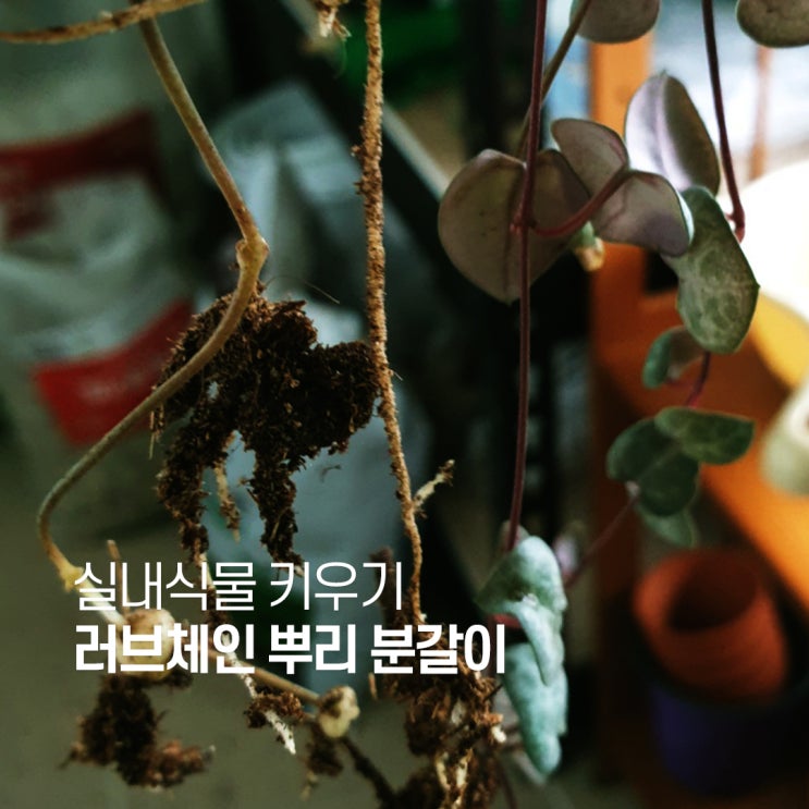  러브체인 키우기 뿌리 분갈이
