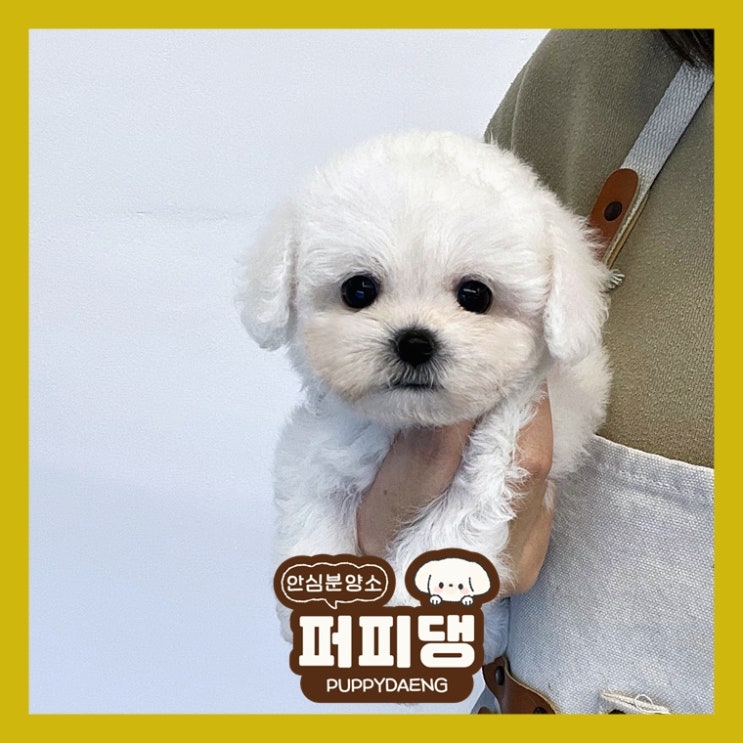  예천강아지분양 너무 어렵다면