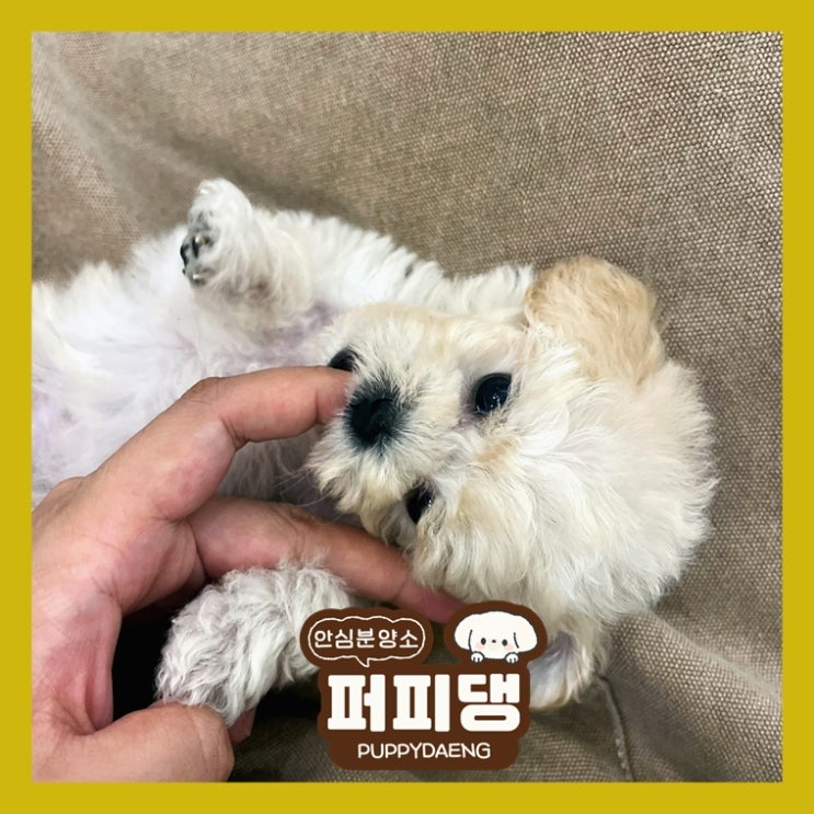  영주애견분양 당연한 선택