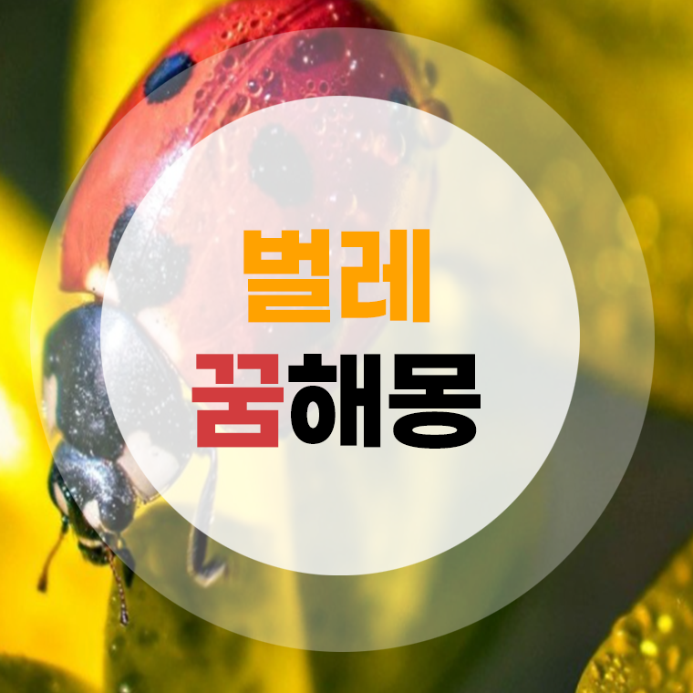 벌레 꿈해몽 벌레잡는꿈 나오는꿈 죽이는꿈 (애벌레꿈 거미꿈 무당벌레꿈 바퀴벌레꿈)