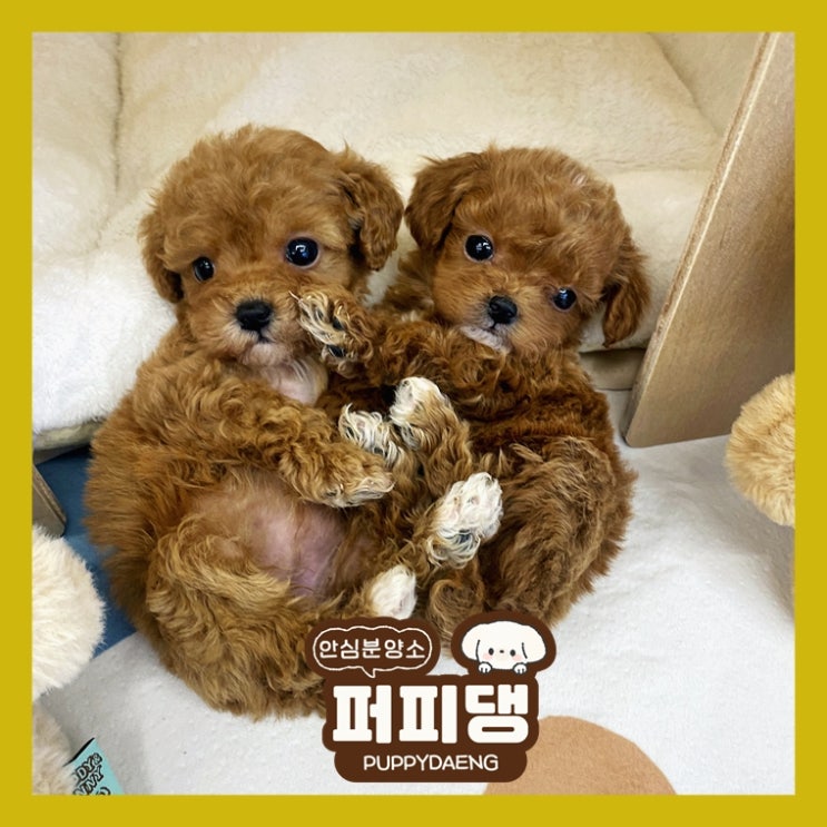  임실강아지무료분양 알아야할것들