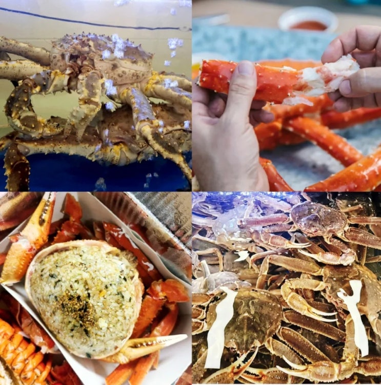 노량진수산시장 킹크랩시세 대게시세 살수율뜻 노량진수산시장 킹크랩시세 대게시세 살수율뜻