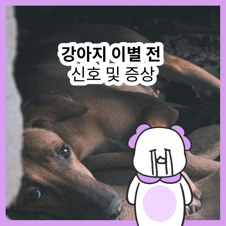  강아지 노견 죽기 전 증상 7가지 (노령견 죽기 전)