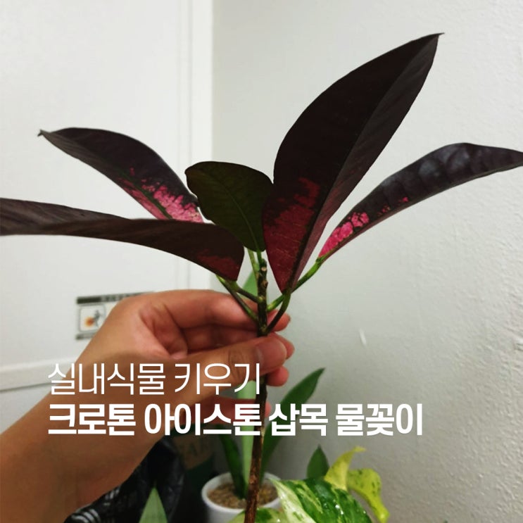  크로톤 아이스톤 삽목 물꽂이 키우기