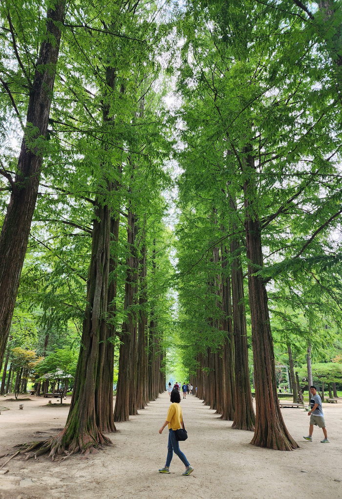 가평/춘천 가볼 만한 곳, 남이섬 당일 여행 후기 가평/춘천 가볼 만한 곳, 남이섬 당일 여행 후기