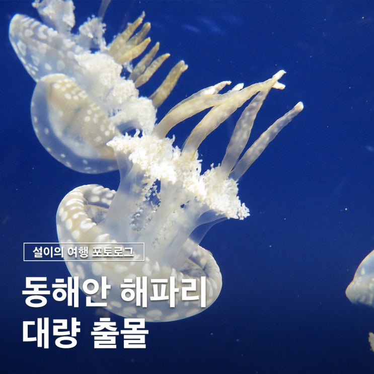  동해안 해파리 대량출몰 원인 쏘임 응급처치 해외사례