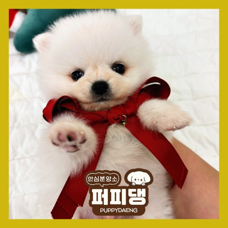  옥천애견분양 행복을 추천