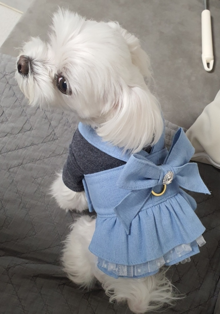  킨텍스 펫페어에서 구매한 하네스