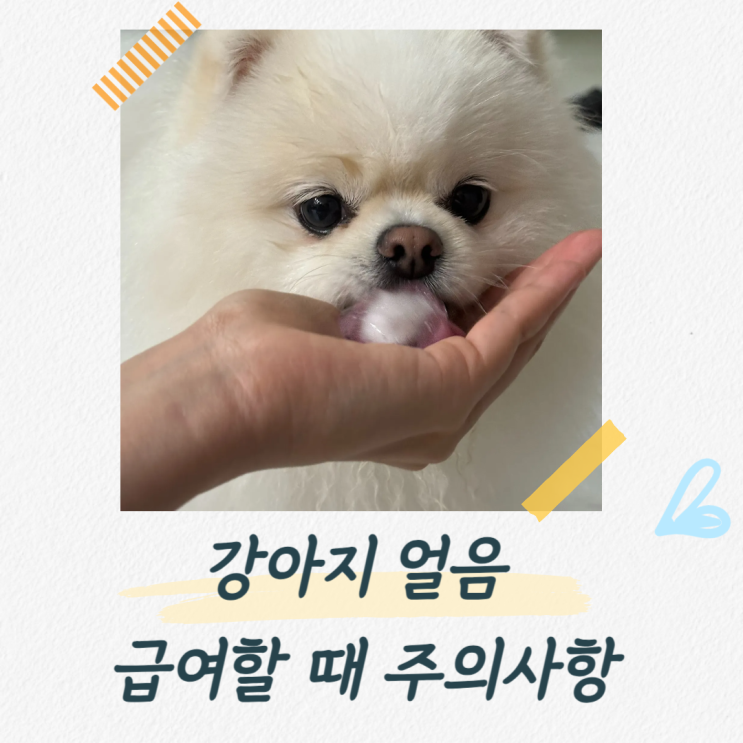 강아지 얼음 급여하기, 주의사항 및 대체 간식 추천
