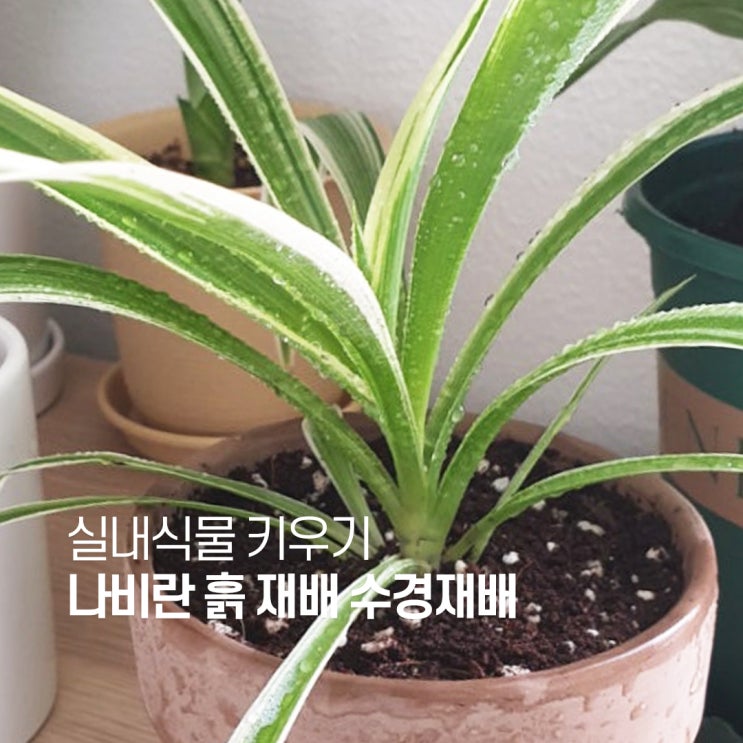  나비란 키우기 분갈이 수경재배