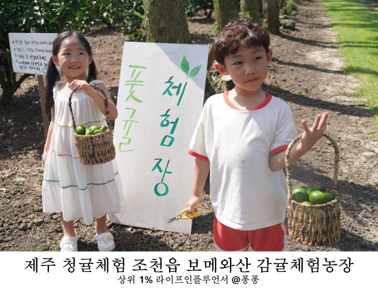  제주 청귤 체험 보메와산 감귤체험 농장 귤따기체험 조천 아이와 가볼만한곳 추천