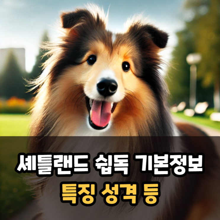  셰틀랜드 쉽독 기본정보 셀티 특징 성격 등