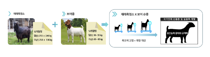 국가 주도 염소 신품종 개발 속도 내 국가 주도 염소 신품종 개발 속도 내