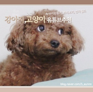  [유튜브추천] 동물,강아지,고양이 유튜브 추천