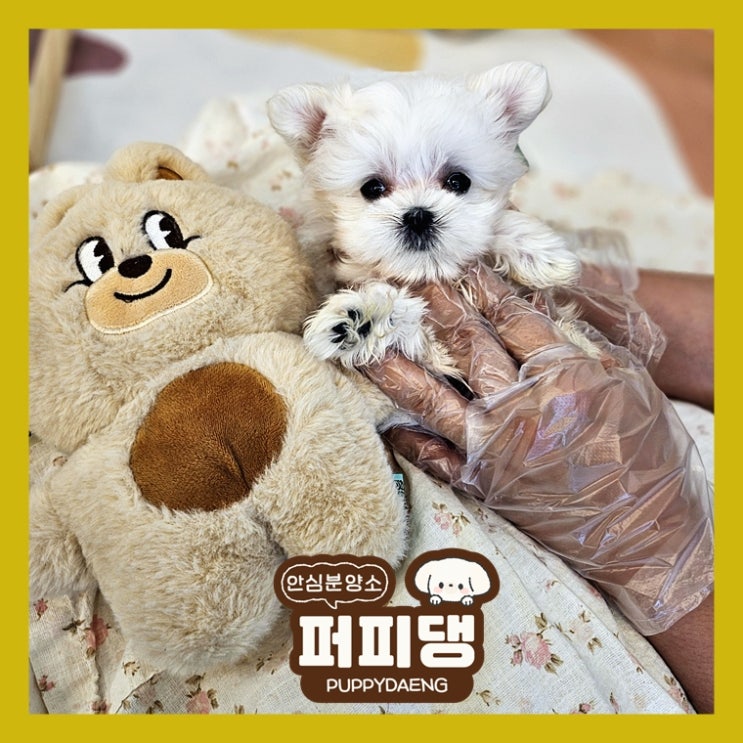  영천강아지입양 찾는다면 이곳