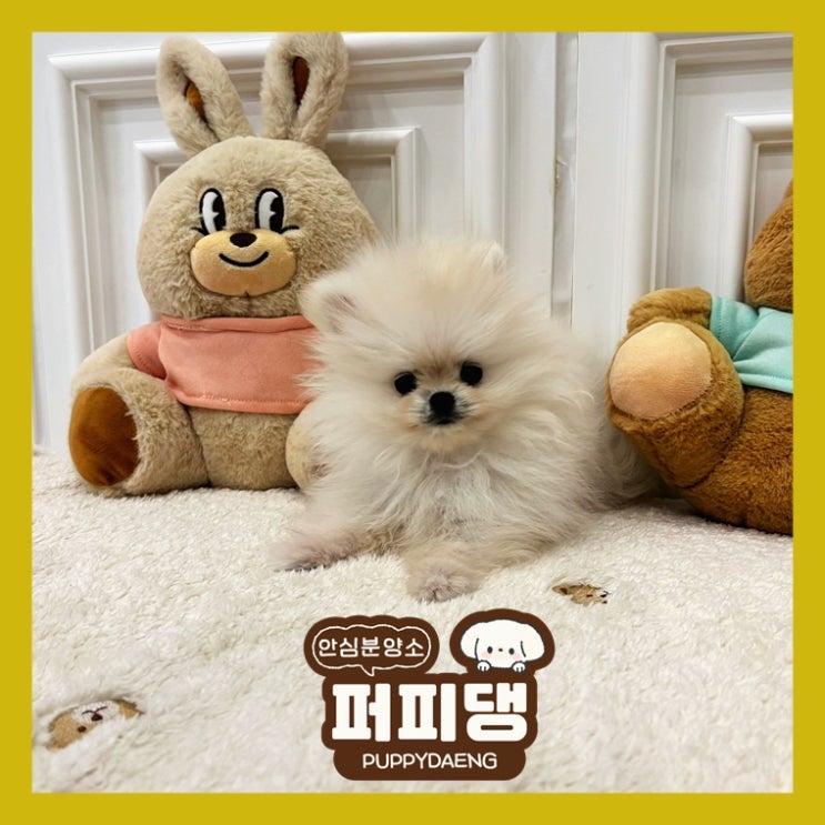  예천강아지분양 건강보장은 필수