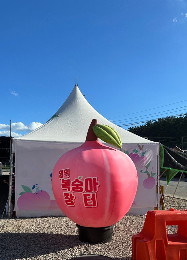 뽕주니의 영덕 가볼만한곳 영덕 복숭아장터 영덕 복숭아 축제
