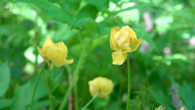  40대 취업 , 반려견운동지도사자격증 준비 과정 및 학습과정