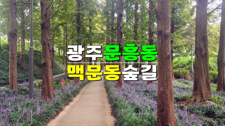 광주 8월 가볼만한곳 맥문동명소 · 문흥동 메타세콰이어 숲길 · 문흥동 맥문동숲길 위치 개화시기 광주 8월 가볼만한곳 맥문동명소 · 문흥동 메타세콰이어 숲길 · 문흥동 맥문동숲길 위치 개화시기