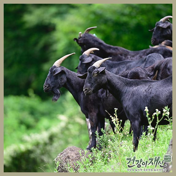 <b>흑염소진액</b> <b>효능</b> 한약없이 진한 <b>강복자</b><b>흑염소</b>