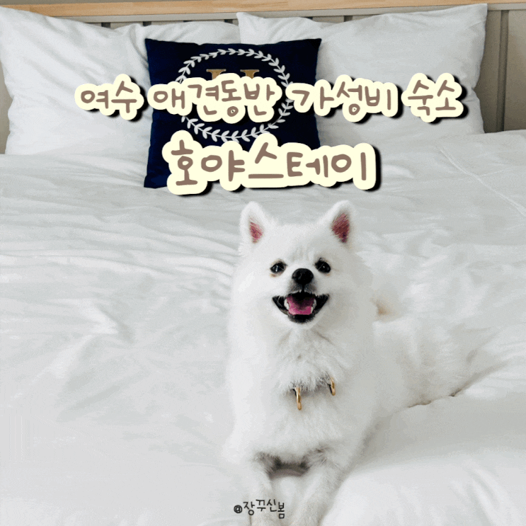 여수 강아지 동반 가성비 숙소로 최고인 호야스테이 관광지랑 가까워 여수 강아지 동반 가성비 숙소로 최고인 호야스테이 관광지랑 가까워