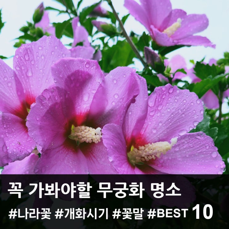<b>광복절</b>, 무궁화 명소로 떠나는 여행! 추천 명소 10곳
