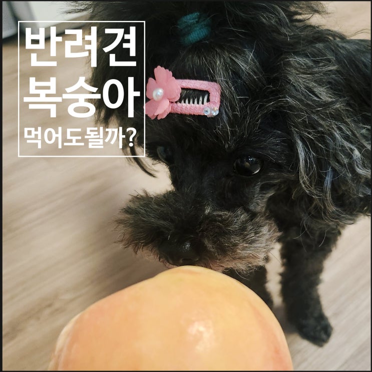  반려견 복숭아 먹어도 되는지 씨 껍질 알레르기 주의