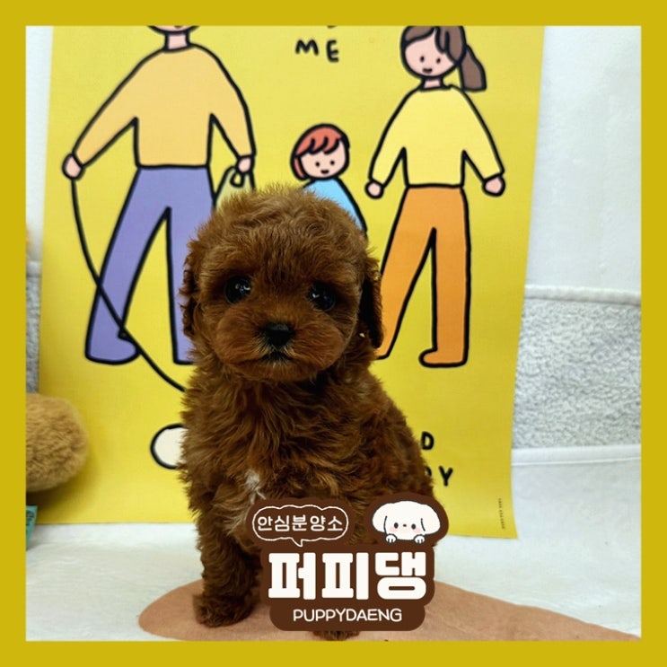  거창대형견분양 훈련을 완벽히