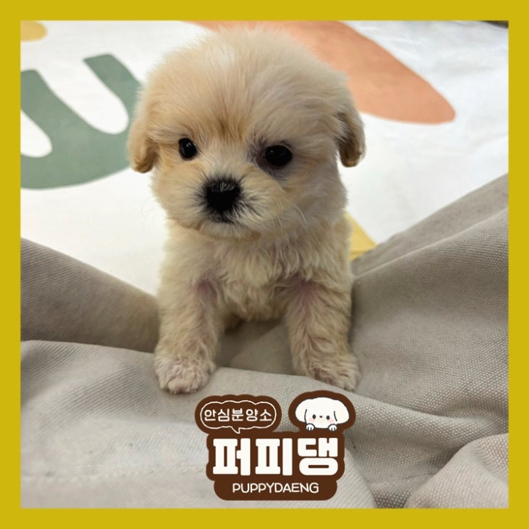  홍성강아지분양 전문적이예요