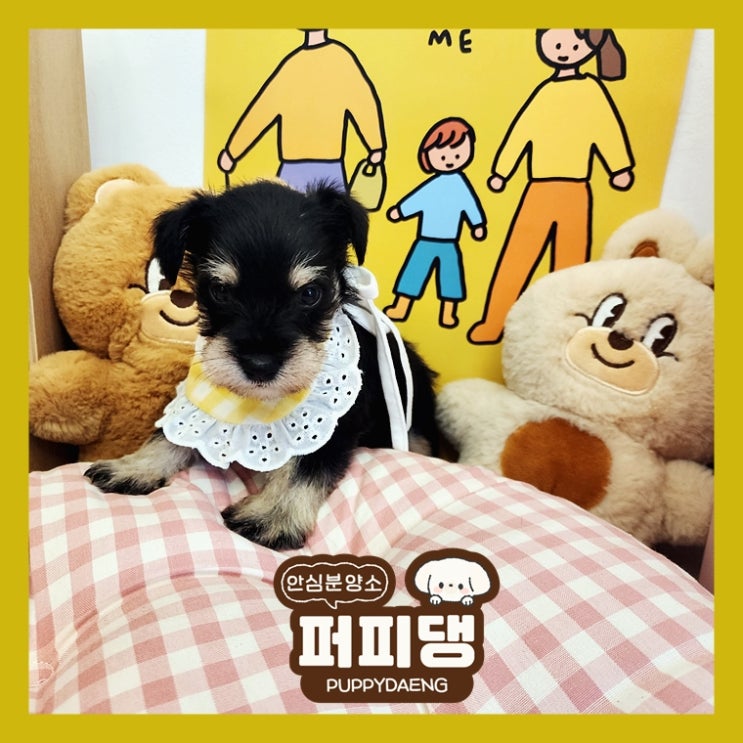  홍성강아지무료분양 활기차게