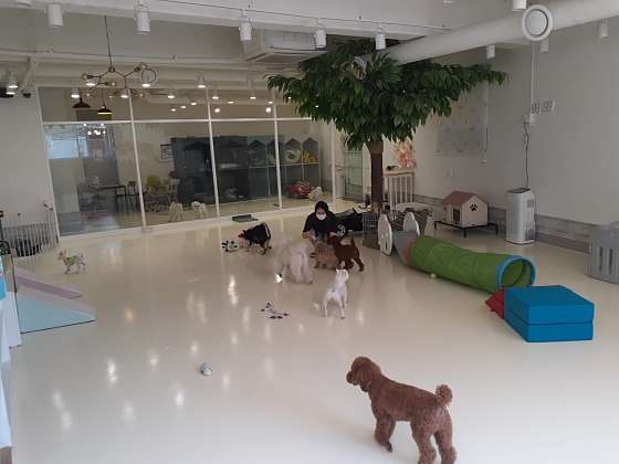 마이펫강아지애견유치원호텔미용