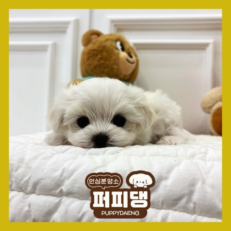  청양강아지무료분양 선택 참 잘했어요