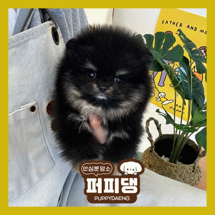  영주애견분양 믿을 수 있는 전문가