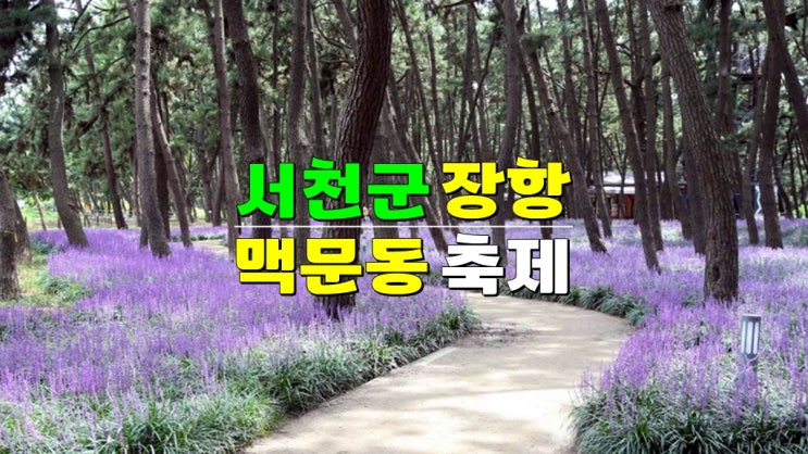 충남 가볼만한곳 8월 서천맥문동축제 · 2024 장항 맥문동 꽃 축제 · 기본정보 장항송림산림욕장 충남 가볼만한곳 8월 서천맥문동축제 · 2024 장항 맥문동 꽃 축제 · 기본정보 장항송림산림욕장