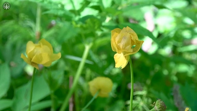  사주명식보는법 , 온라인으로 간단히 명리심리상담사자격증 취득방법