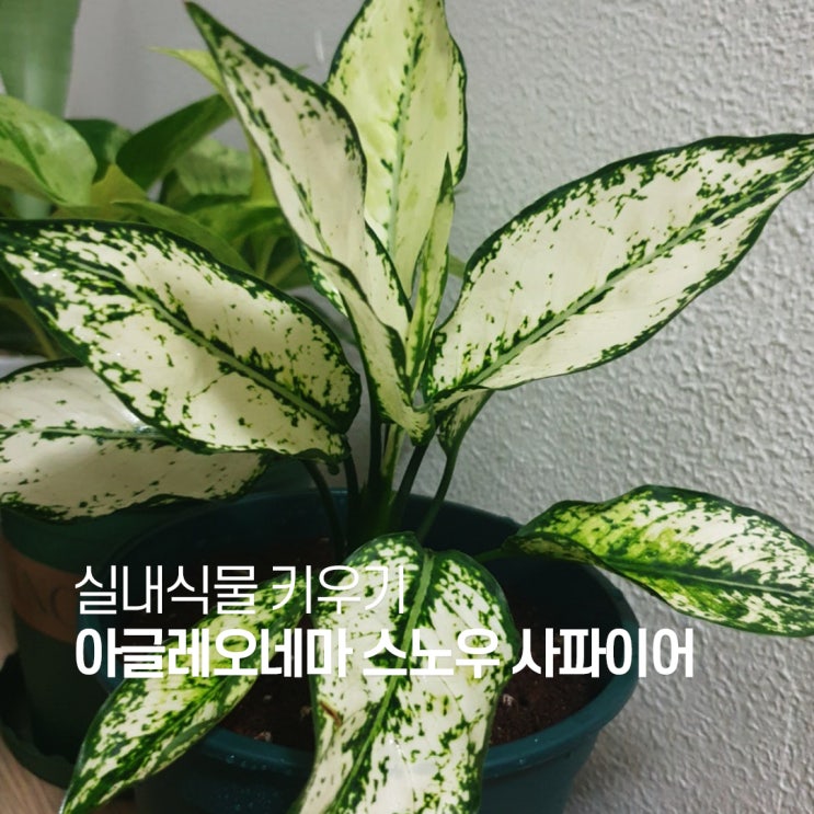  스노우사파이어 수경재배에서 흙 재배로 키우기