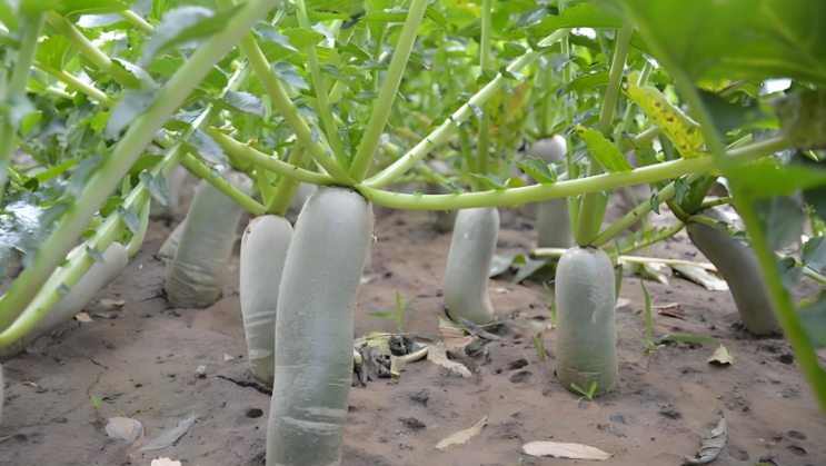  김장무우심는시기 파종시기 재배법 알아보기