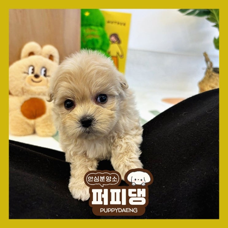  문경강아지무료분양 선택한 이유