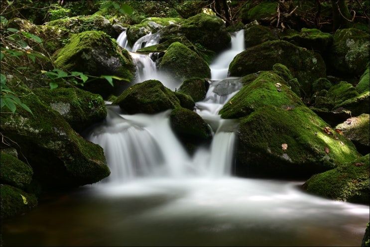  천상의 화원...소백산 산행(새밭유원지~어의곡~비로봉~국망봉~늦은맥이재~벌바위골~새밭유원지)