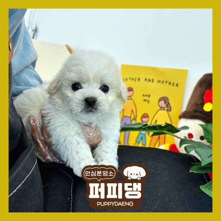  함양토이푸들분양 사랑스러운 눈망울