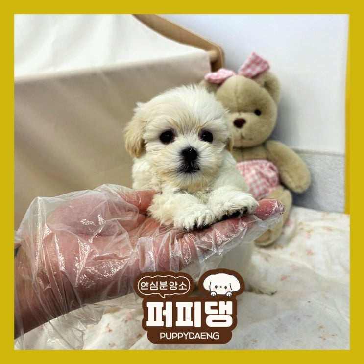  서산비숑프리제분양 지속적으로 행복주는