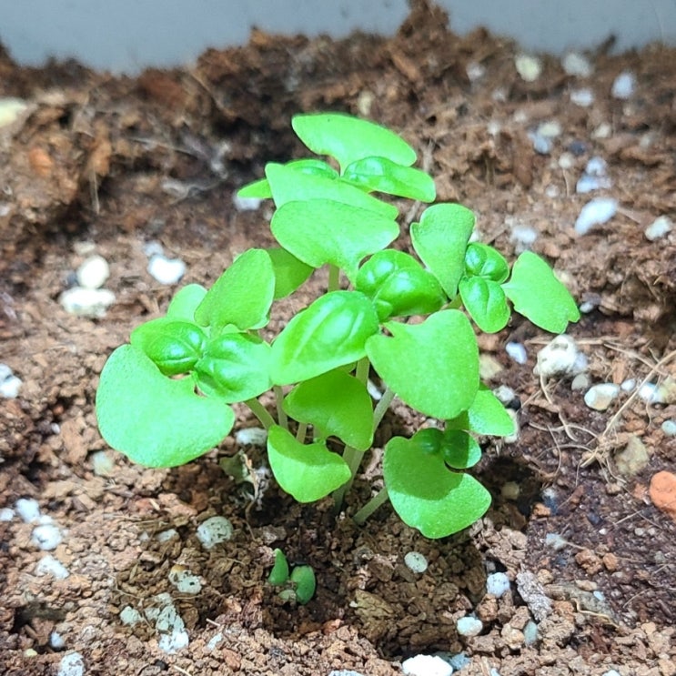  스위트바질 한 달 성장과정 물주기  옮겨심기