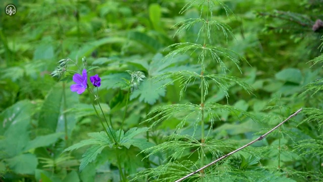  사주 풀이 , 15일 만에 명리심리상담사 합격 비법